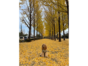 ☆モデル犬卒業後、里親さん宅での様子☆